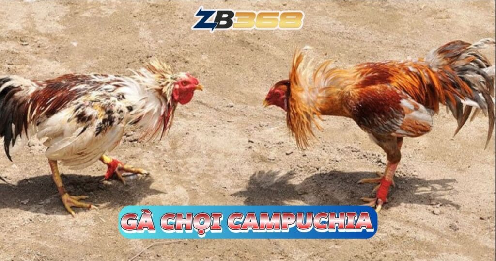 Top 5 Giống Gà Đá Cựa Sắt Hay Nhất Tại ZB368