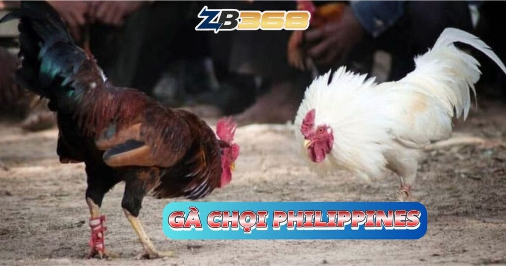 Top 5 Giống Gà Đá Cựa Sắt Hay Nhất Tại ZB368