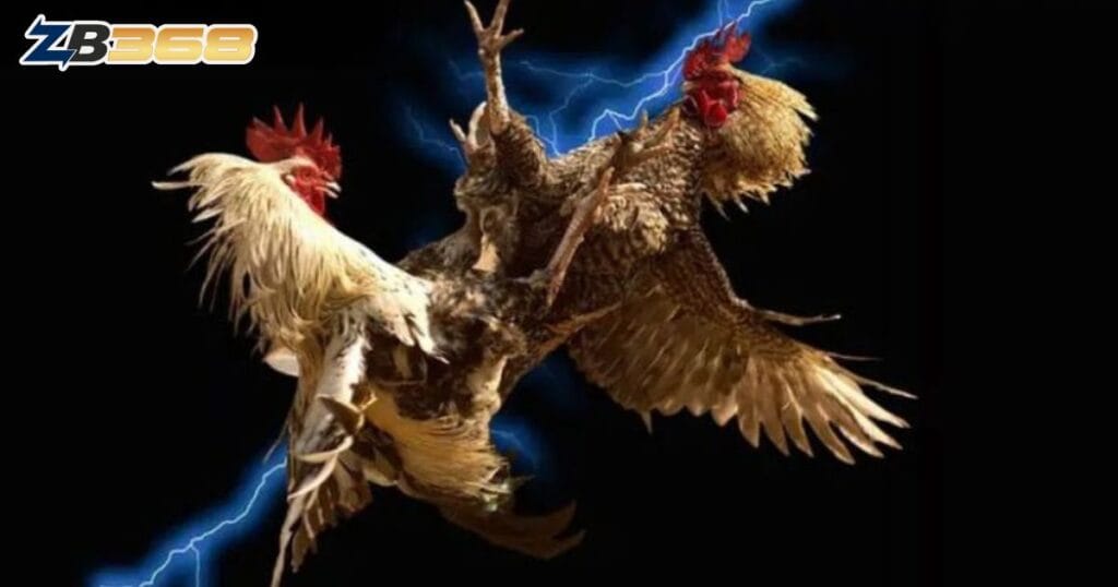 Trực Tiếp Đá Gà Campuchia (CPC) Sắc Nét tại ZB368