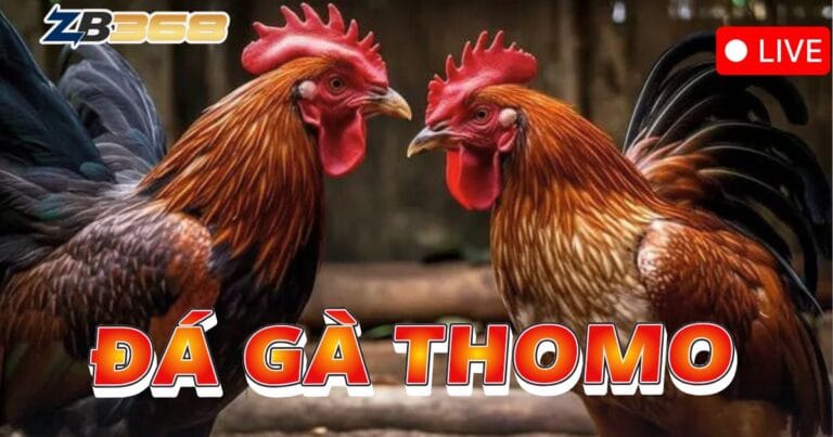 Đá Gà Thomo: Xem Trực Tiếp Các Trận Đấu Kinh Điển Tại ZB368