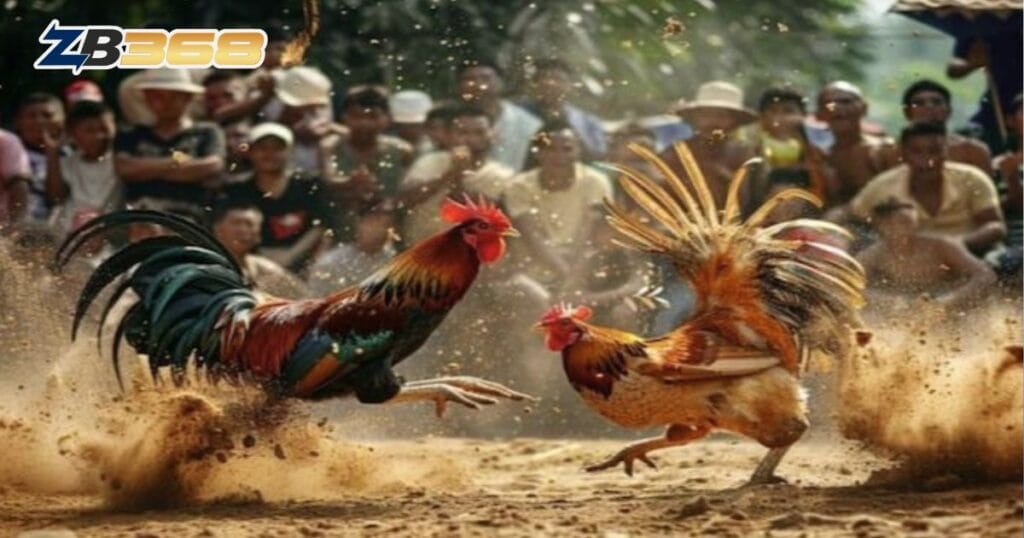 5 Mẹo Soi Kèo Đá Gà Tại ZB368 Từ Chuyên Gia